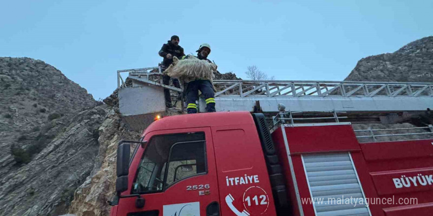 Kayalıklarda mahsur kalan 4 keçiyi itfaiye kurtardı