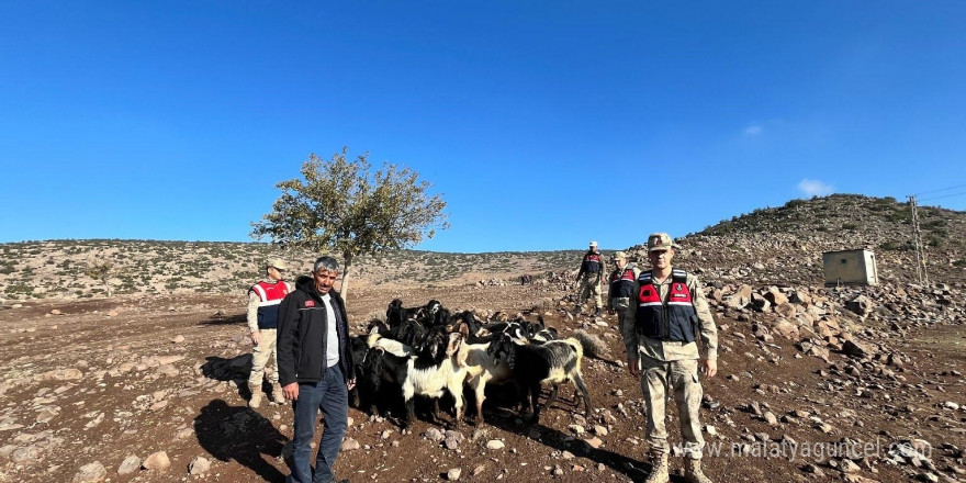 Kaybolan 28 adet küçükbaşı jandarma buldu