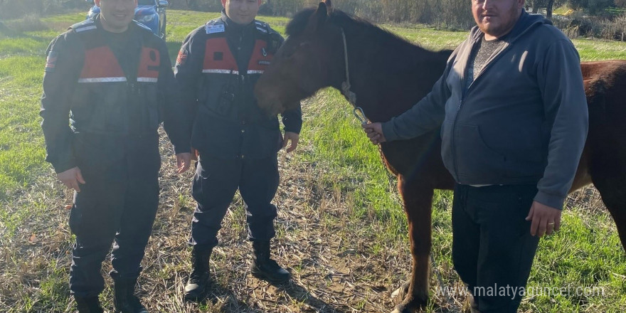 Kaybolan rahvan atı, jandarma ekiplerince bulundu