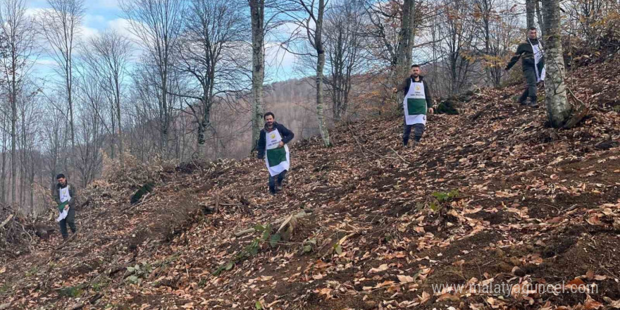 Kayın tohumları toprakla buluşuyor