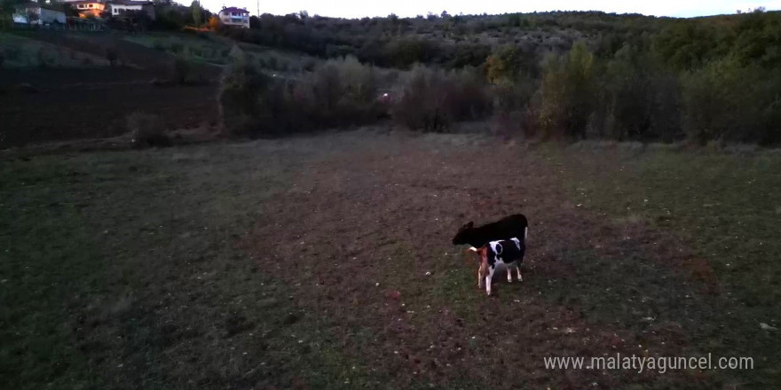 Kayıp hayvanlar dron ile bulundu