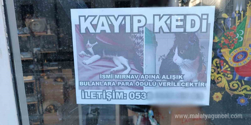 Kayıp kediyi bulana para ödülü