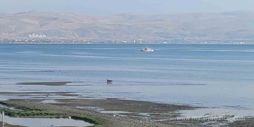 Kayıp üniversite öğrencisini arama çalışmalarına jandarma sualtı kadavra arama köpeği katıldı