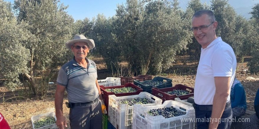 Kaymakam Ertaş, zeytin hasadına katıldı