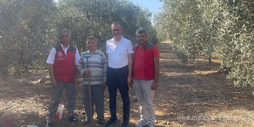 Kaymakam Ertaş, zeytin hasadına katıldı