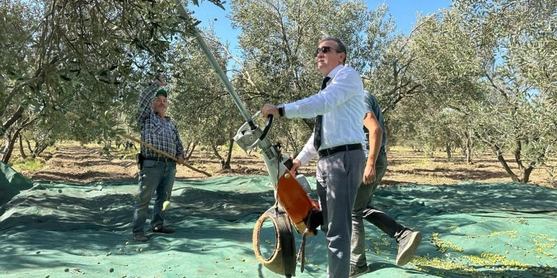 Kaymakam İlyas Memiş, Çoruk Mahallesi’nde zeytin hasadına katıldı