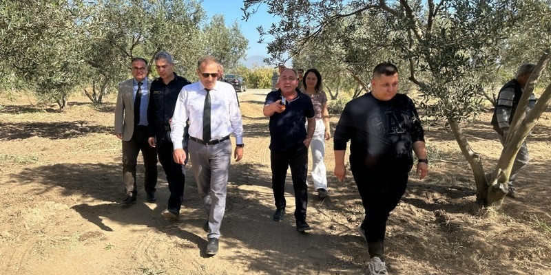 Kaymakam İlyas Memiş, Çoruk Mahallesi’nde zeytin hasadına katıldı