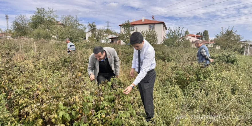 Kaymakam Kahraman, ahududu ve aronya tarlalarında inceleme yaptı