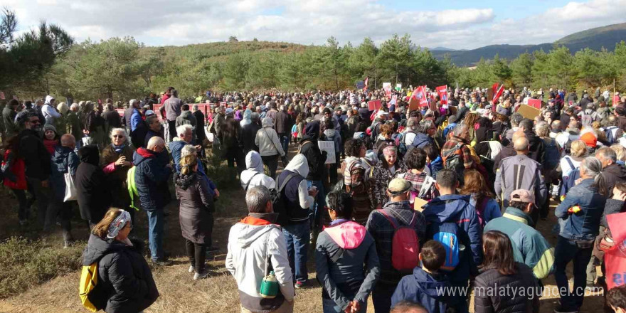 Kaz Dağları’ndaki ağaç kesimine çevrecilerden tepki