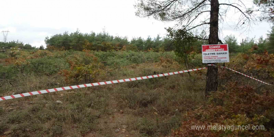 Kaz Dağları’ndaki ağaç kesimine çevrecilerden tepki