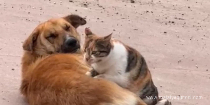 Kedi ile köpeğin sevimli dostluğu kameraya yansıdı