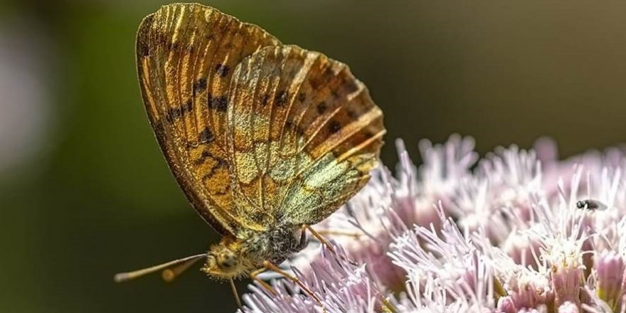 Kelebeğin rehberliğinde Gediz Nehri