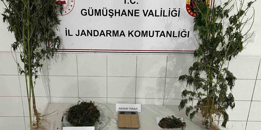 Keneviri hasat ederken yakalandı