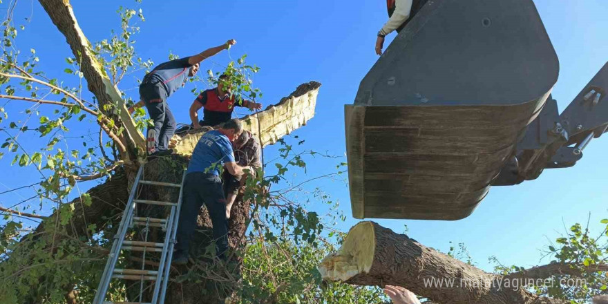 Kestiği ağacın altında kalarak hayatını kaybetti