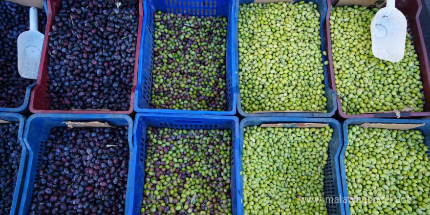 Kilis’te yerli sofralık zeytin tezgahlarda yerini aldı