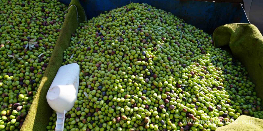 Kilis’te yerli sofralık zeytin tezgahlarda yerini aldı