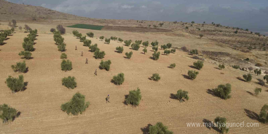 Kilis’te zeytin bahçeleri jandarmaya emanet