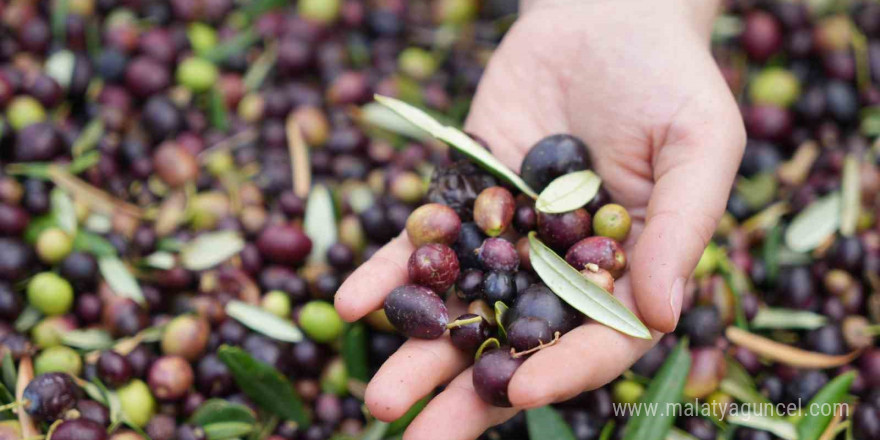 Kilis’te zeytin bahçeleri jandarmaya emanet