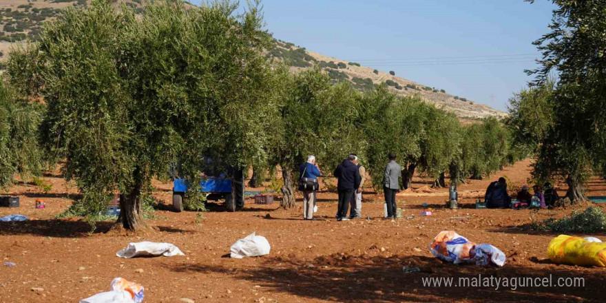 Kilis’te zeytin hasadı başladı