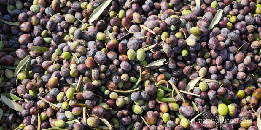 Kilis’te zeytin hasadı başladı