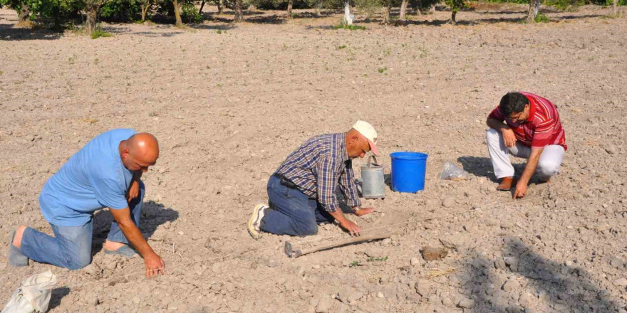 Kırkağaç kavununda ekim yapıldı, hasat ağustosta