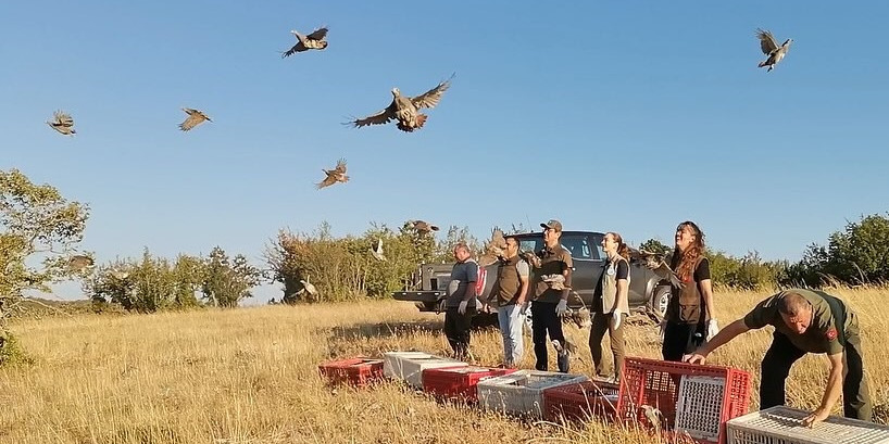 Kırklareli’nde keklikler doğaya salındı