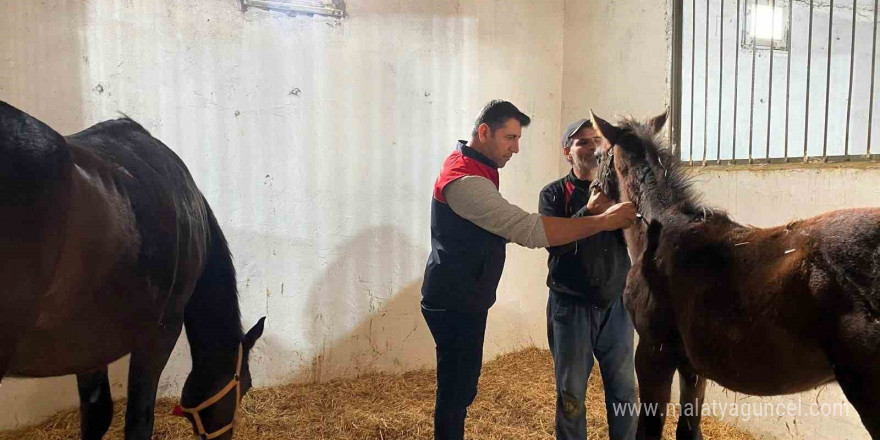 Kırklareli’nde safkan atlar aşılandı