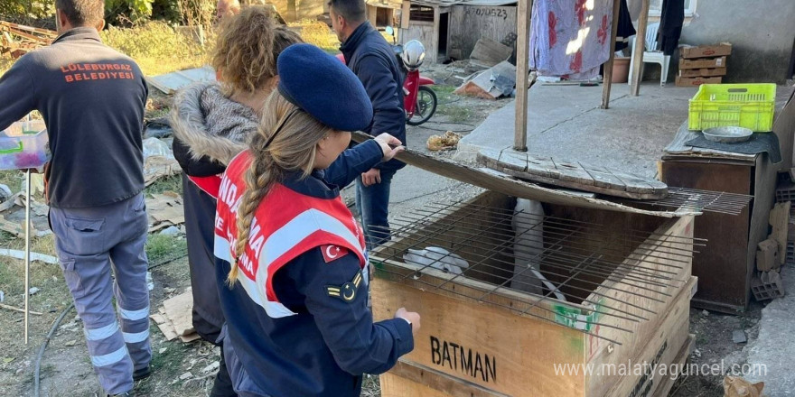 Kırklareli’nde yasaklı ırk köpek besleyen kişiye 317 bin 544 lira ceza