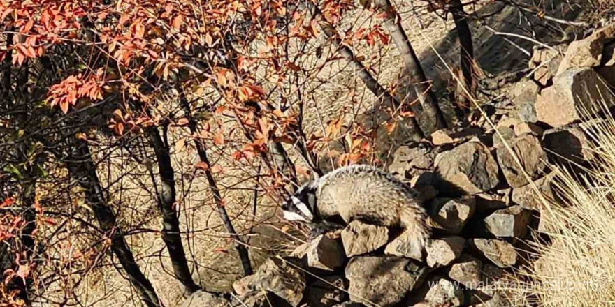 Kırmızı listede bulunan ‘Porsuk’ Elazığ’da görüldü