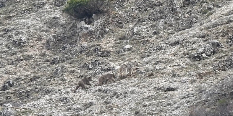 Kış uykusu öncesi doğada yavrularıyla gezinen ayı görüntülendi