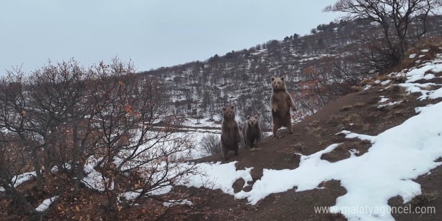 Kış uykusuna yatmayan ayı ailesi, fotoğrafçıya poz verdi