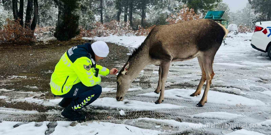 Kızıl geyikten jandarmaya sürpriz ziyaret