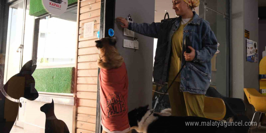 Klinikten yola fırlayan köpeklere araç çarptı: Bir köpek telef oldu, diğeri yaralandı