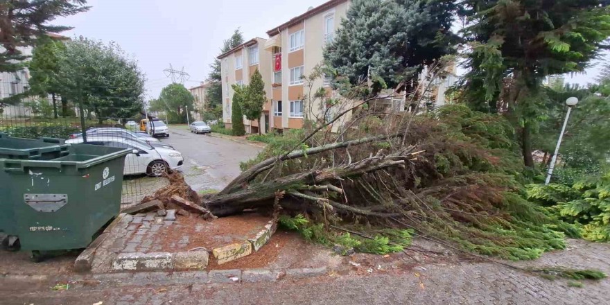 Kocaeli’de ağaçlar fırtınaya dayanamadı