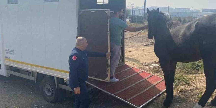 Kocaeli’de yakalanan başıboş at Tekirdağ’a gönderildi