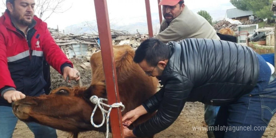 Koçarlı’da hayvan sağlığı çalışmaları sürüyor