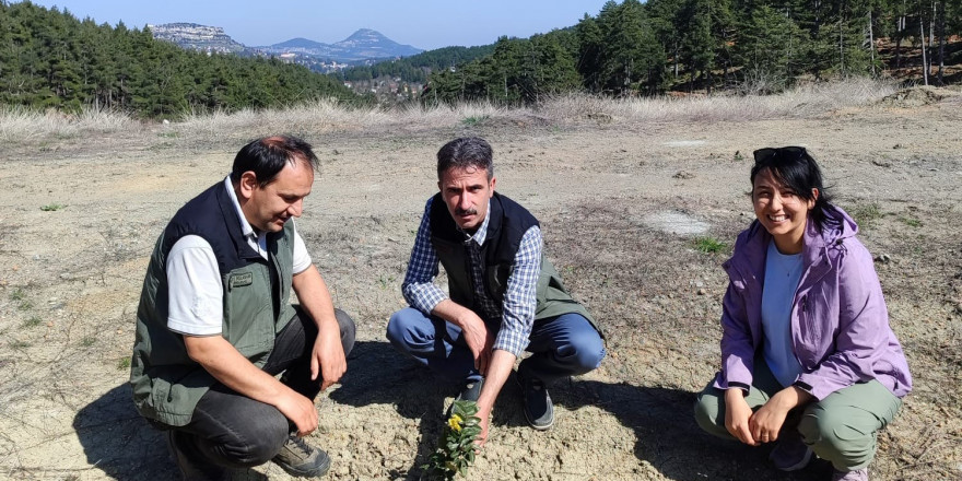 Kömür Ocağı Bal Ormanı, ’örnek bal ormanı’ haline geldi