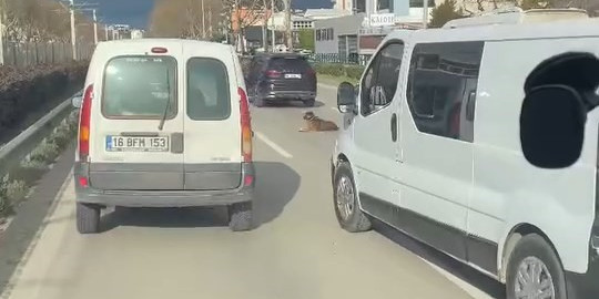 Köpeğin keyfi trafiğe kilitledi