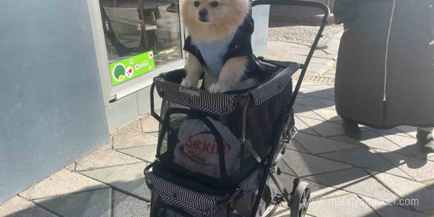 Köpeğini gezdirme arabasıyla bebek gibi dolaştırıyor