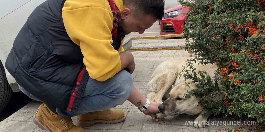 Köpek, esnafa vefa borcunu böyle ödedi