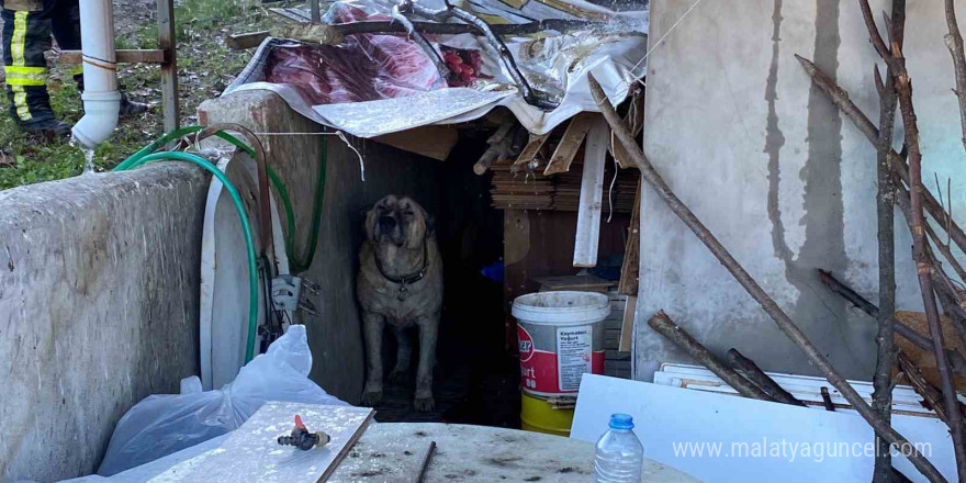 Köpek yangında evini terk etmedi