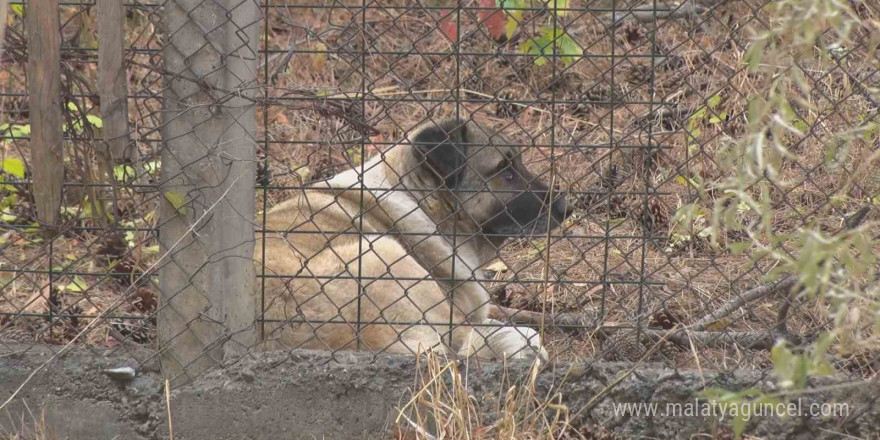 Köpeklerin saldırısına uğrayan akademisyenin mahallesinde tedirginlik