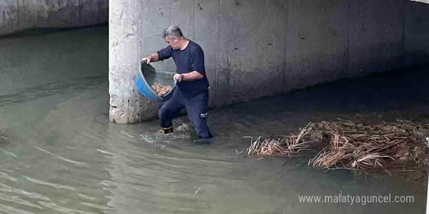 Köprü altında mahsur kalan kediyi itfaiye kurtardı