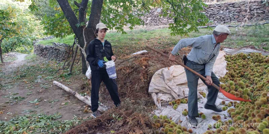 Köşk’te kestane hasadı devam ediyor