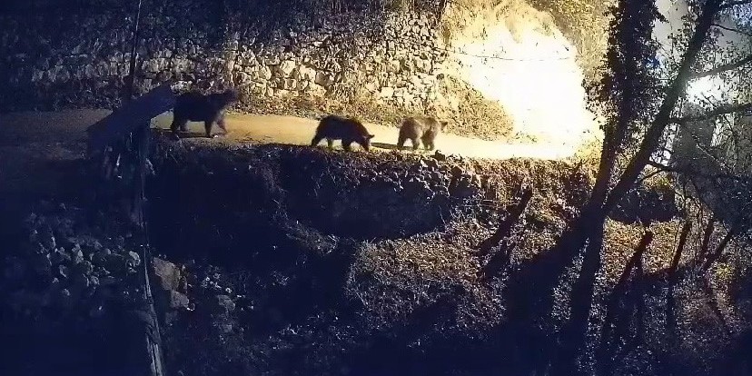 Köye inen ayılar ve kurtlar güvenlik kamerasına yansıdı