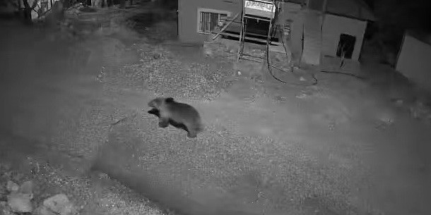 Köyün içinde ayı, kurt ve tilki aynı gece kameraya yakalandı