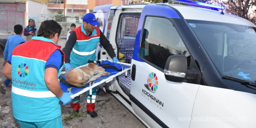 Küçük Dostlar Ambulansı ile 8 bin 753 can kurtarıldı