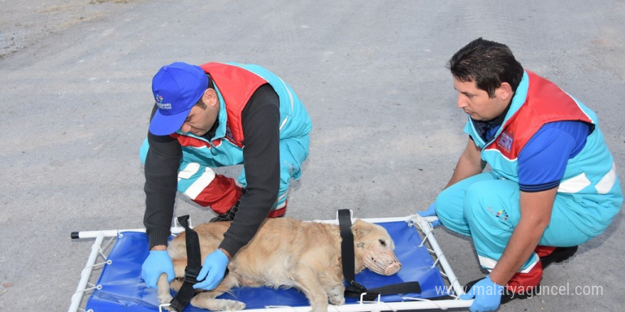 Küçük Dostlar Ambulansı ile 8 bin 753 can kurtarıldı