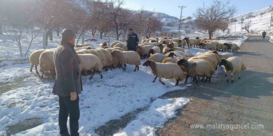 Küçükbaş hayvan yetiştiricilerin zorlu kış mesaisi