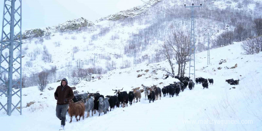 Küçükbaş hayvanların kar üzerindeki zorlu yolculuğu